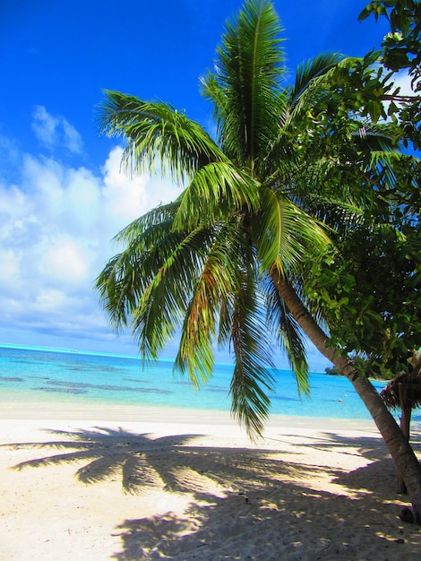 Un palmier à noix de coco sur la plage contre le ciel