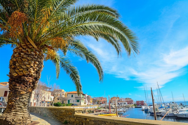 Palmier par port de Stintino Italie