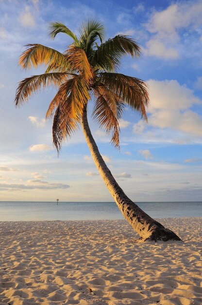 Photo palmier sur la plage contre le ciel au coucher du soleil