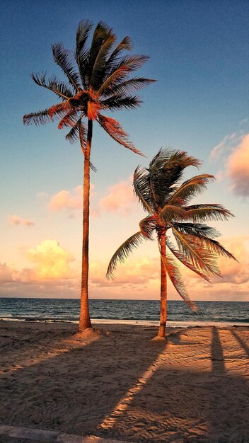 Photo palmier sur la plage contre le ciel au coucher du soleil