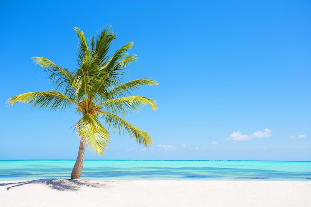 Palmier sur la plage paradisiaque tropicale