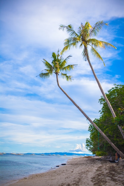 Palmier sur la plage de sable aux Philippines