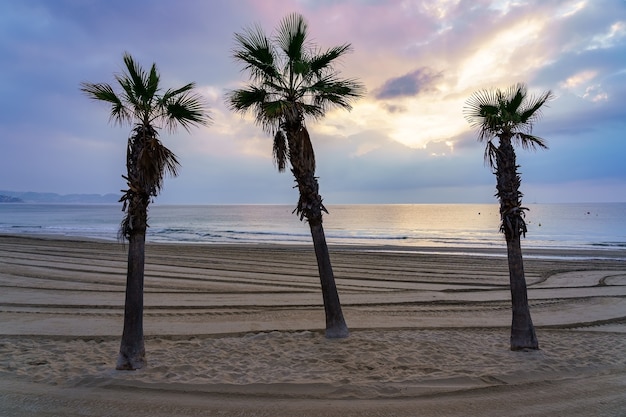 Palmier Sur La Plage De Sable Doré Au Coucher Du Soleil Un Jour D'été.