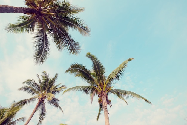 Palmier sur une plage tropicale avec ciel bleu et la lumière du soleil en été