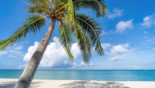 Palmier sur la plage tropicale avec ciel bleu et nuages blancs abstrait