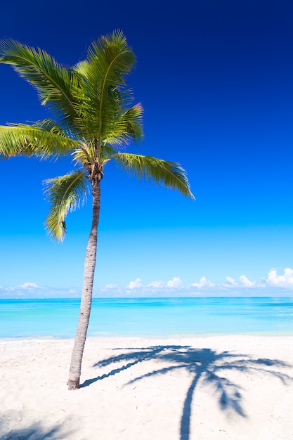 Palmier et plage tropicale à Varadero