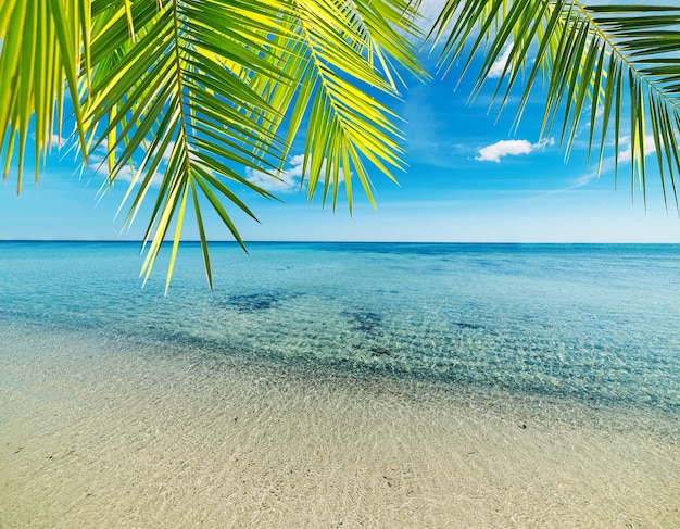 Palmier sur une plage tropicale