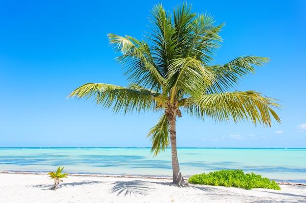 palmier sur la plage tropicale