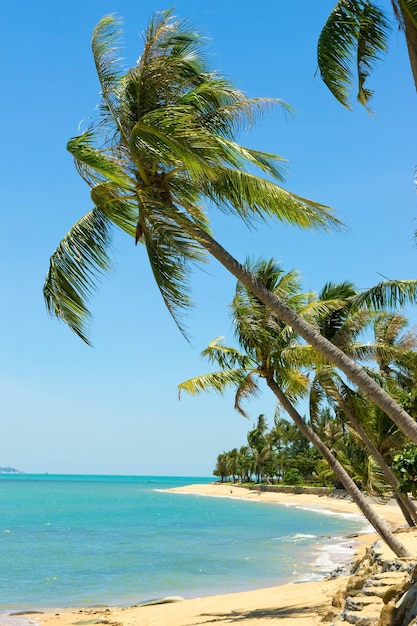 Palmier de plage tropicale