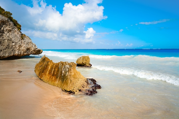 Palmier de la plage de Tulum sur la Riviera Maya