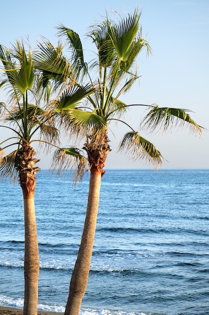 Photo palmier sur la plage