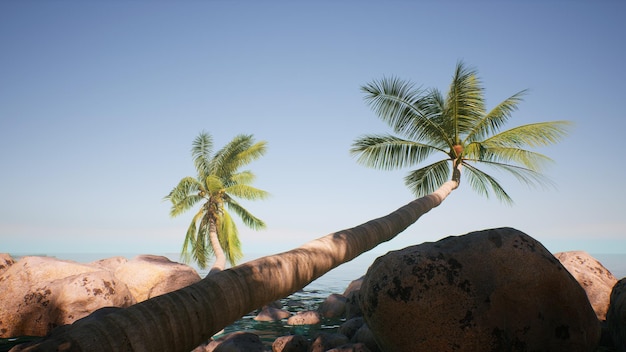 Un palmier sur la plage