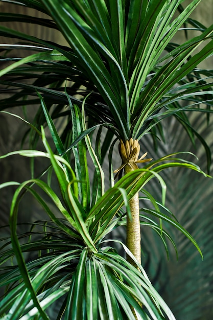 Photo palmier en pot, plante d'appartement. design, intérieur, minimalisme. vue de côté