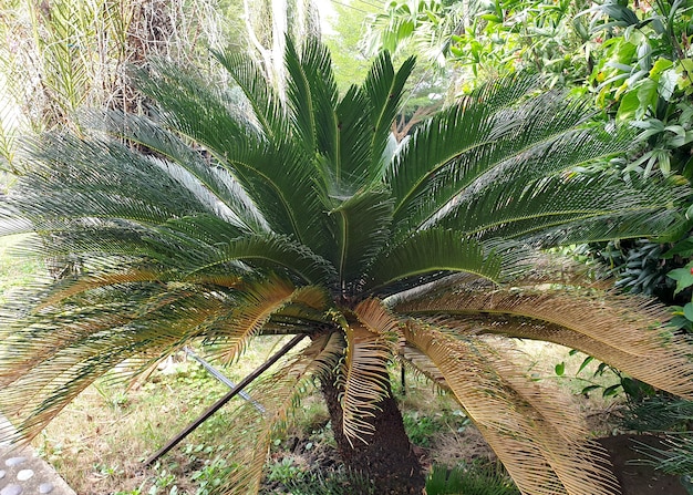 Palmier sagou roi dans le jardin