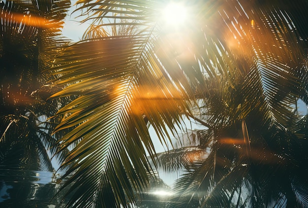 un palmier avec le soleil qui brille à travers lui