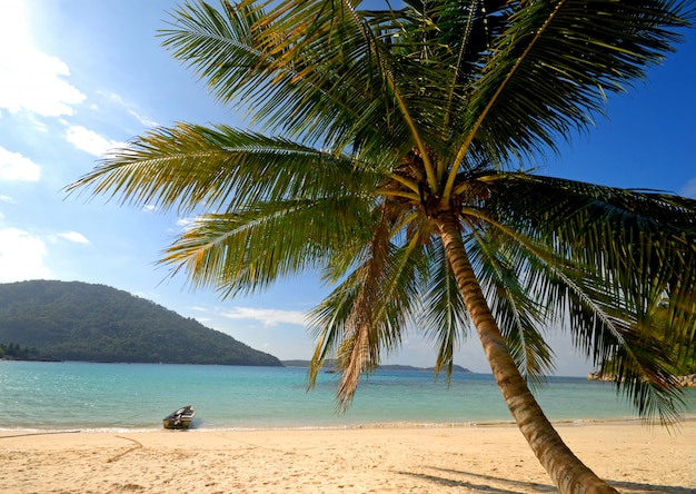 Un palmier solitaire et un bateau sur une île tropicale vide, Malaisie.