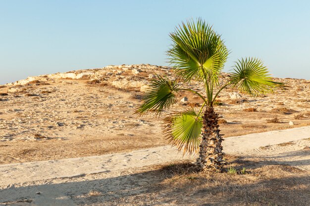 Palmier solitaire sur une route de sable déserte dans un complexe. Espace pour le texte.