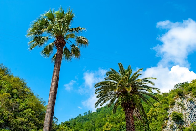 Photo palmier sous un beau ciel bleu et un soleil éclatant sur fond de montagnes