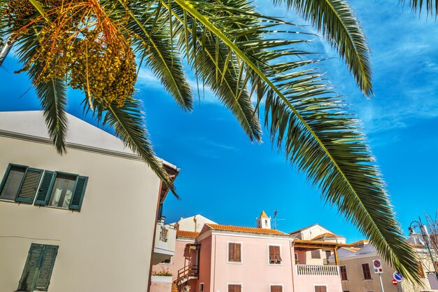 Palmier à Stintino Sardaigne