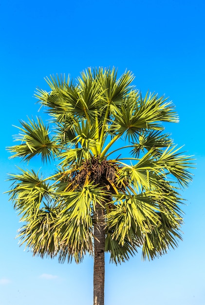 Palmier à sucre sur ciel bleu