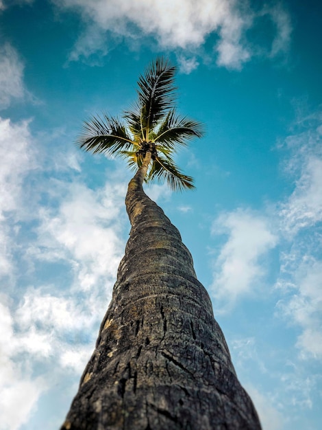 le palmier touchant le ciel