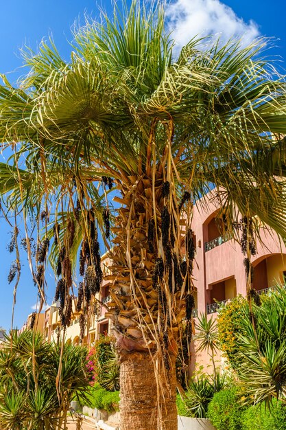 Palmier Trachycarpus contre le ciel bleu et les nuages