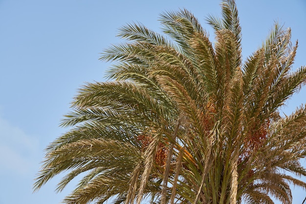 Un palmier tropical au soleil avec un ciel bleu en arrière-plan