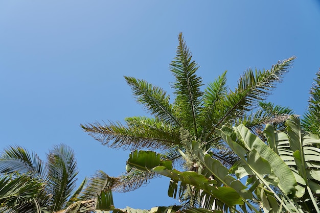 Un palmier tropical au soleil avec un ciel bleu en arrière-plan