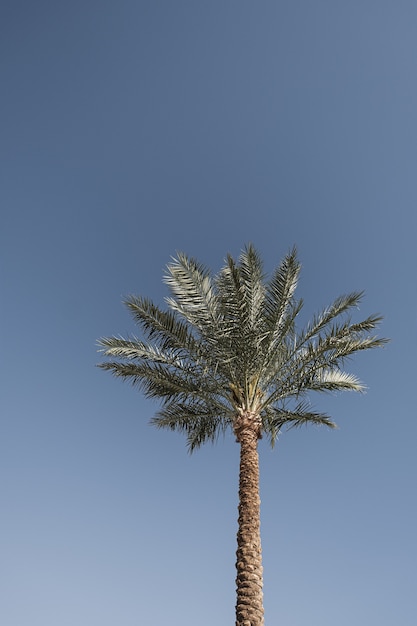 Palmier tropical exotique d'été contre le ciel bleu