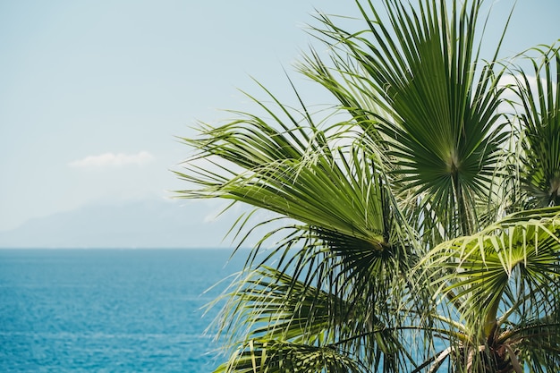 Palmier tropical sur le fond d'un ciel bleu clair concept de vacances d'été de haute qualit...