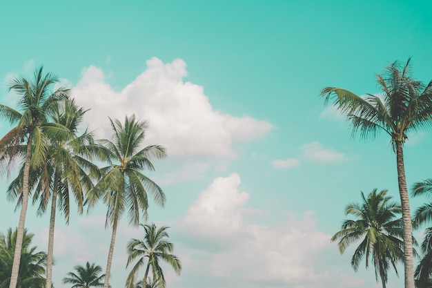 Palmier tropical avec fond de ciel bleu d'été.