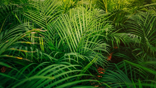 Photo palmier tropical laisse sans soudure de fond