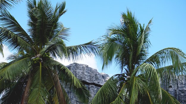 Palmier tropical avec la lumière du soleil sur le ciel bleu et le fond abstrait de nuage. Vacances d'été et concept d'aventure de voyage nature.