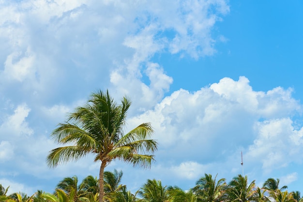 Un palmier tropical avec des noix de coco au soleil avec un ciel bleu en arrière-plan