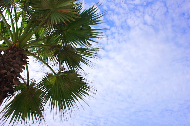 Palmier vert contre le ciel bleu par une journée ensoleillée. Vacances d'été. Espace de copie.
