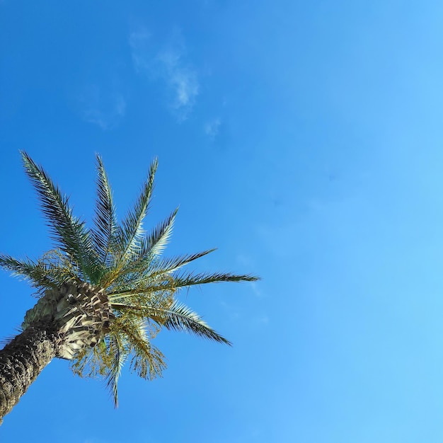 Palmier vert contre le ciel et les nuages avec espace de copie.