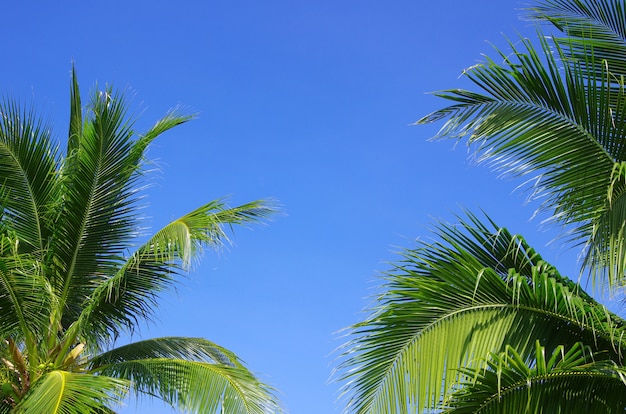 Palmier Vert Sur Fond De Ciel Bleu