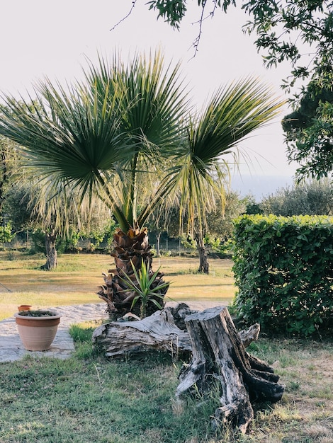 Le palmier vert pousse dans le jardin près des obstacles en bois.