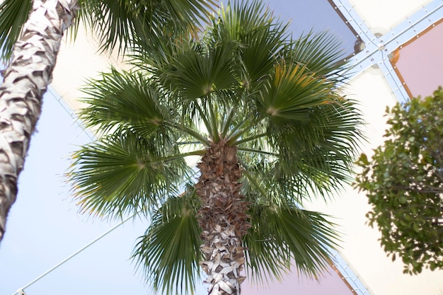 Palmier vu de bas en haut avec quelques auvents au-dessus Vu dans un centre commercial
