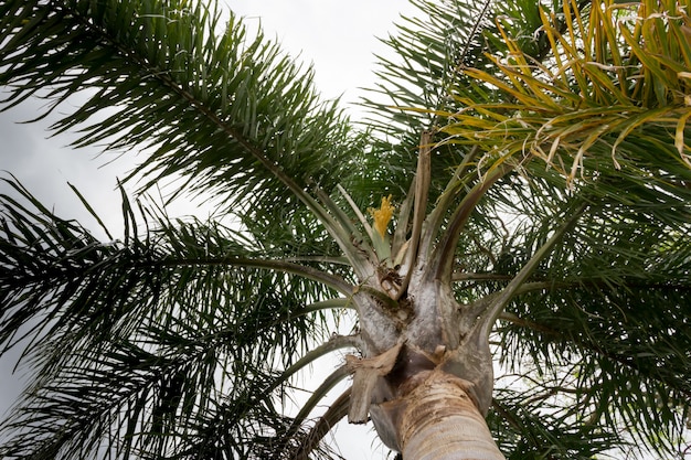 Photo palmier vu d'en bas avec des pousses en été