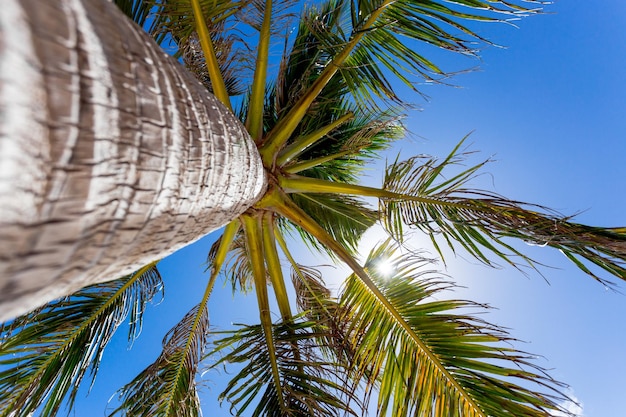 Palmier vue vers le haut avec le soleil qui brille