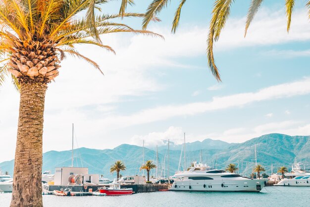 Palmier avec yachts sur fond