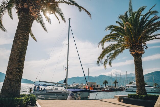 Palmier avec yachts sur fond