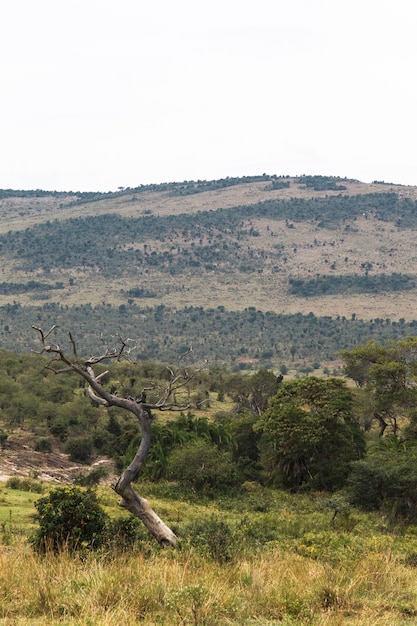 Palmiers en arrière-plan des collines du Kenya Afrique