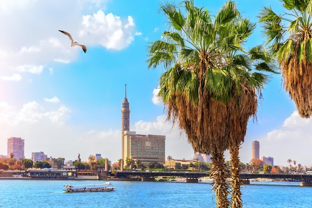 Palmiers au bord du Nil au Caire et la tour en arrière-plan Égypte