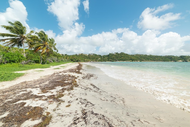 Palmiers au bord de la mer sur la plage de Pointe de la Saline en Guadeloupe Mer des Caraïbes