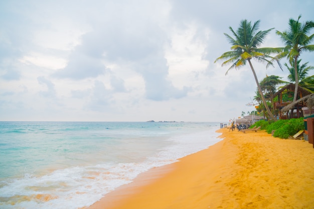 Palmiers au bord de l&#39;océan Indien sur la plage de Hikkaduwa, au Sri Lanka.