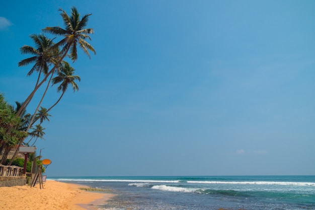 Palmiers au bord de l&#39;océan Indien sur la plage de Hikkaduwa, au Sri Lanka.