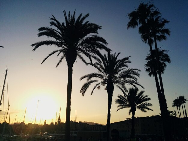 Photo des palmiers au coucher du soleil