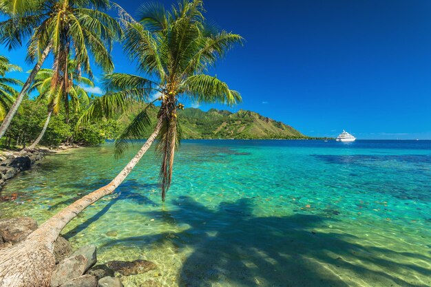 Photo palmiers et baie tranquille à moorea à tahiti polynésie française